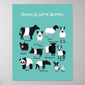 Cute Cartoon Black & White Animals poster