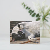 CUTE CAT BRIEFKAART (Staand voorkant)