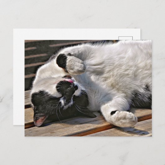 CUTE CAT BRIEFKAART (Voorkant / Achterkant)