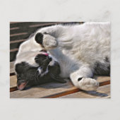 CUTE CAT BRIEFKAART (Voorkant)