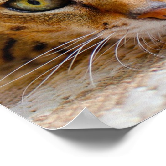 Cute Cat Close-up small poster (Hoek)