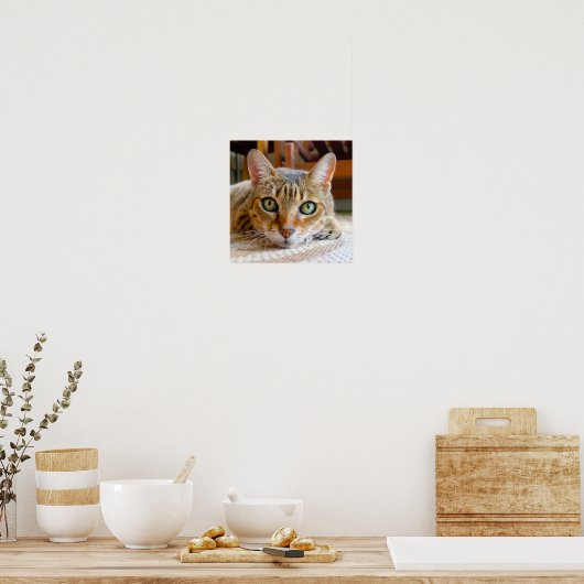 Cute Cat Close-up small poster (Keuken)