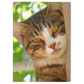 Cute Cat die een boom klimt Klembord (Achterkant)