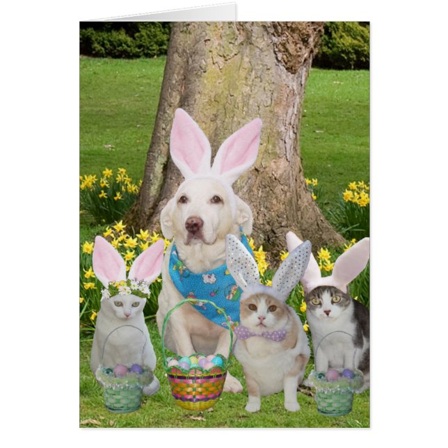 Cute Cat & Dog Bunnies (Voorkant)