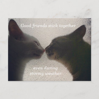 Cute Cat Friend Post Card Briefkaart