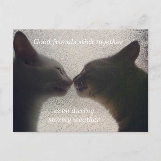 Cute Cat Friend Post Card Briefkaart (Voorkant)