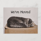 Cute Cat Grey Slaping on Box Briefkaart (Voorkant)