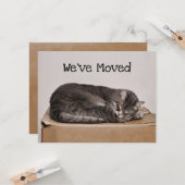 Cute Cat Grey Slaping on Box Kaart (Voorkant / Achterkant in situ)