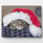 Cute cat in santa hat fotoplaat (Voorkant)