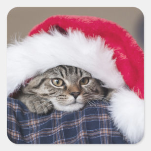 Cute cat in santa hat vierkante sticker