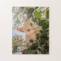 Cute Cat Kitten klimmen in een Eucalyptusboom -
