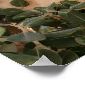 Cute Cat Kitten klimmen in een Eucalyptusboom - Poster (Hoek)