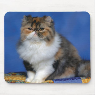 Cute Cat Kitten M003 Muismat
