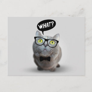 Cute Cat kitten met een bril die een prijsaanduidi Briefkaart