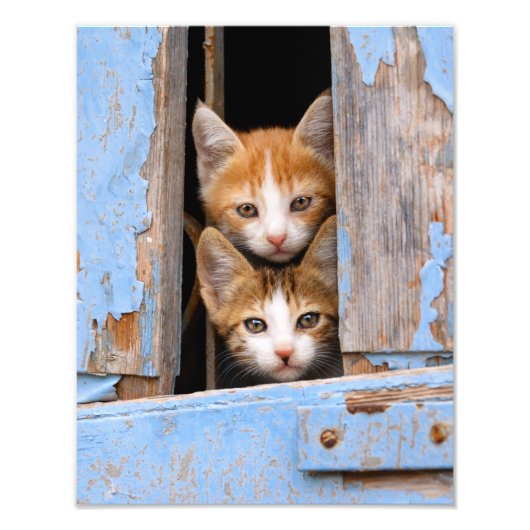Cute Cat Kittens in Blue  Window Paperprint Foto Afdruk (Voorkant)
