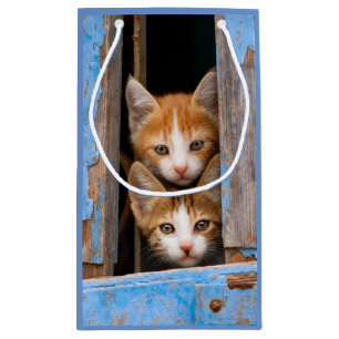 Cute Cat Kittens in een Blue Window Animal - Klein Cadeauzakje
