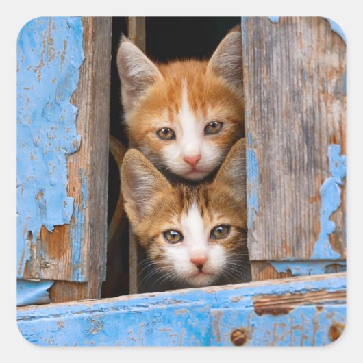 Cute Cat Kittens in een Blue  Window Animal - Vierkante Sticker (Voorkant)