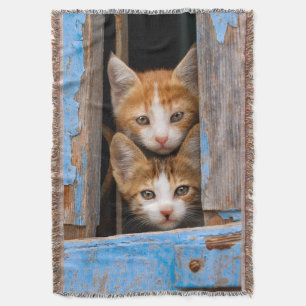Cute Cat Kittens in een Blue Window Photo - Deken