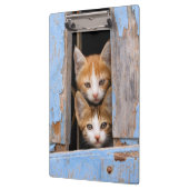 Cute Cat Kittens in een Blue  Window Photo on Klembord (Links)