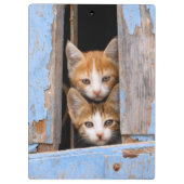 Cute Cat Kittens in een Blue  Window Photo on Klembord (Achterkant)