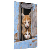 Cute Cat Kittens in een Blue  Window Photo on Klembord (Rechts)