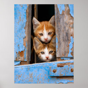 Cute Cat Kittens in een Blue  Window Photo " Poster