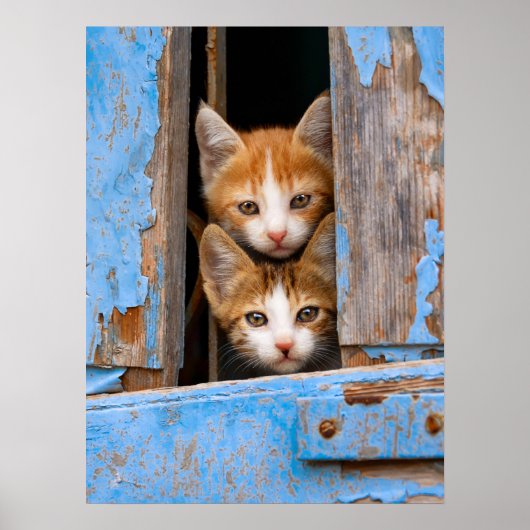 Cute Cat Kittens in een Blue  Window Photo " Poster (Voorkant)