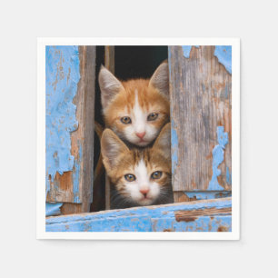Cute Cat Kittens in een Blue  Window Photo / Servet