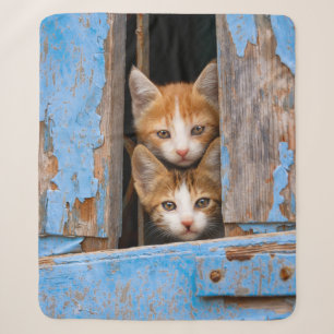Cute Cat Kittens in een Blue  Window Photo ... Sherpa Deken