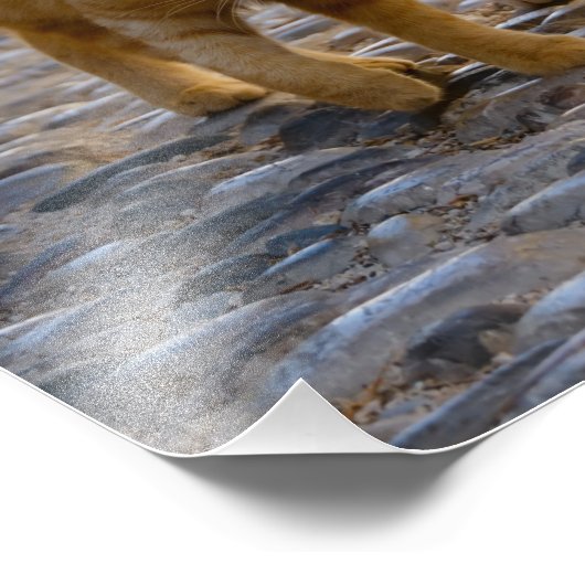 Cute Cat Kittens lopen dezelfde weg - Paperprint Foto Afdruk (Hoek)