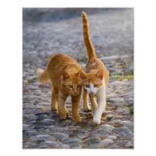 Cute Cat Kittens lopen dezelfde weg - Paperprint Foto Afdruk