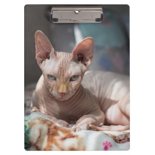 Cute Cat Lounging zonder Fur Klembord (Voorkant)