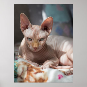 Cute Cat Lounging zonder Fur Poster