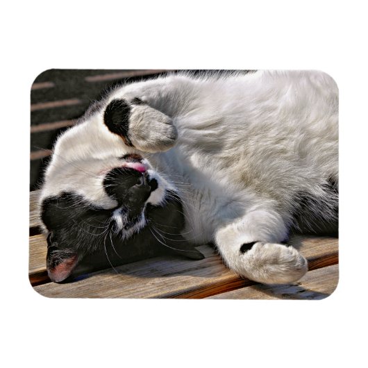 CUTE CAT MAGNEET (Horizontaal)