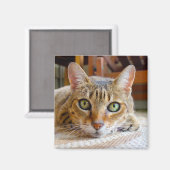 Cute Cat magnet (Voorkant / Achterkant)
