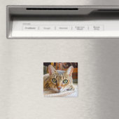 Cute Cat magnet (Insitu (Vaatwasser))