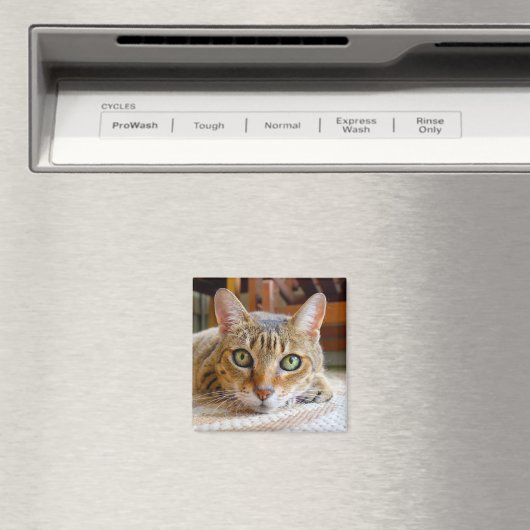 Cute Cat magnet (Insitu (Vaatwasser))