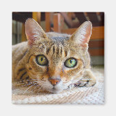 Cute Cat magnet (Voorkant)