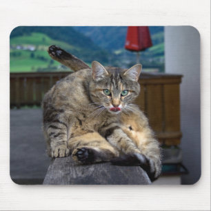 Cute Cat onderbroken tijdens het groeien Muismat