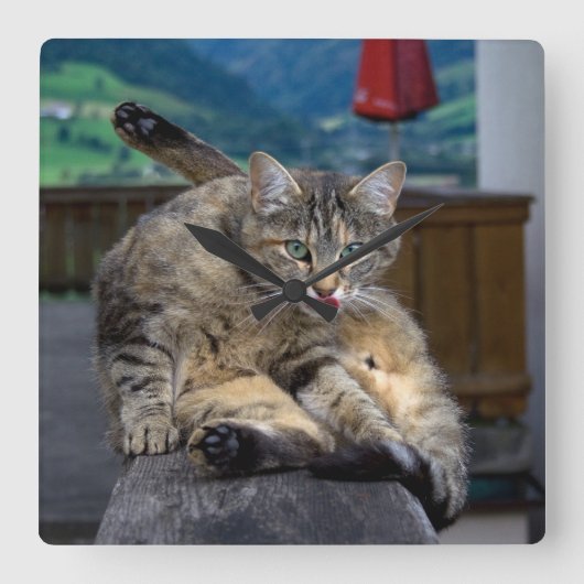 Cute Cat onderbroken tijdens het groeien Vierkante Klok (Voorkant)