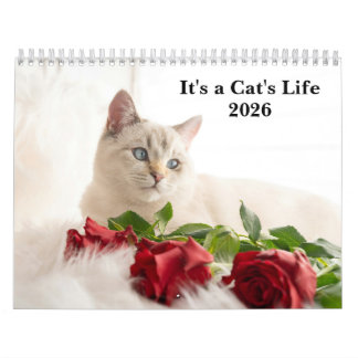 Cute Cat Photo It’s A Cat’s Life 2026  Kalender