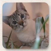 Cute Cat Photo Portrait Bier Onderzetter (Voorkant)