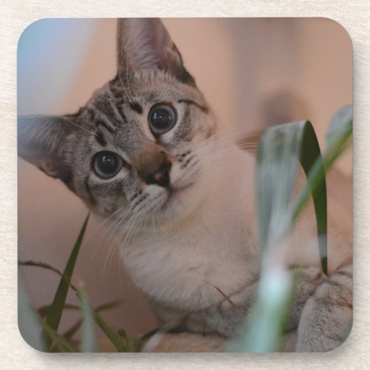 Cute Cat Photo Portrait Bier Onderzetter (Voorkant)