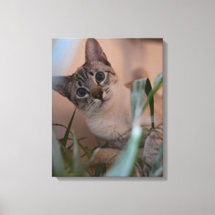 Cute Cat Photo Portrait Canvas Afdruk