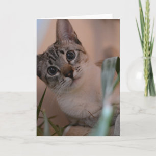 Cute Cat Photo Portrait Kaart