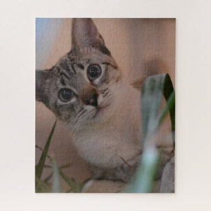 Cute Cat Photo Portrait Legpuzzel
