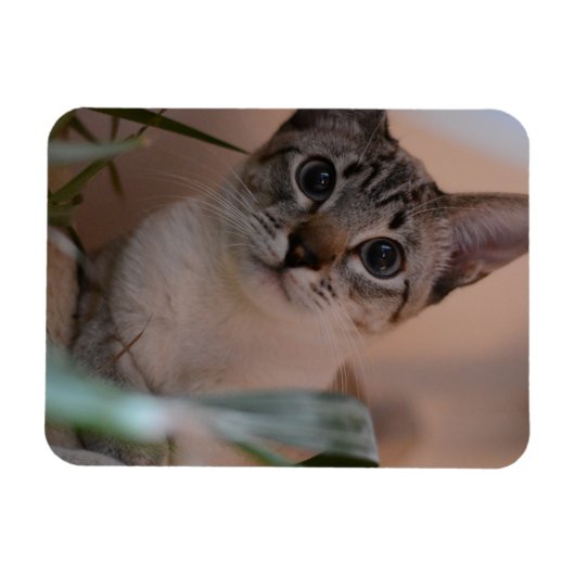 Cute Cat Photo Portrait Magneet (Horizontaal)