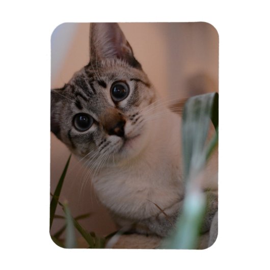 Cute Cat Photo Portrait Magneet (Verticaal)