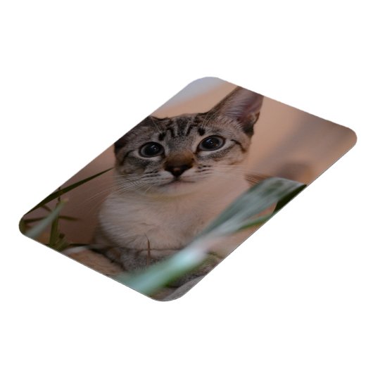 Cute Cat Photo Portrait Magneet (Linkerzijde)