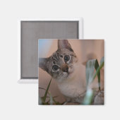 Cute Cat Photo Portrait Magneet (Voorkant / Achterkant)